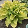 Hosta, Echo the Sun