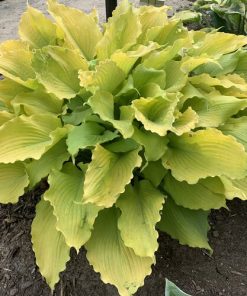 Hosta, Echo the Sun