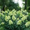 Hydrangea, Limelight Prime