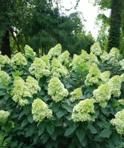 Hydrangea, Limelight Prime