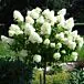 Hydrangea Tree, Little Lime
