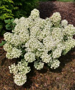 Hydrangea, Tiny Quick Fire