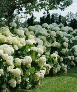 Hydrangea, Incrediball