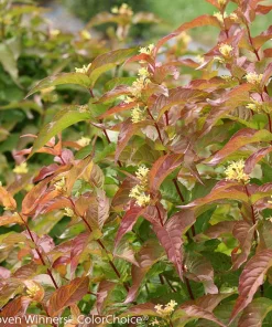 Honeysuckle, Bush, Kodiak Orange