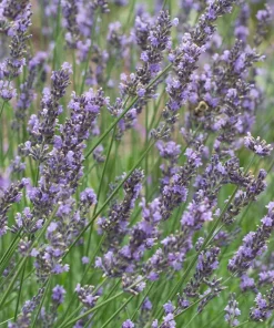 Lavender, Phenomenal