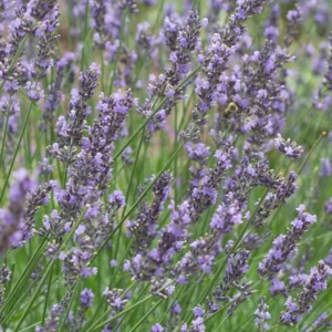 Lavender, Phenomenal