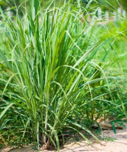 Lemon Grass