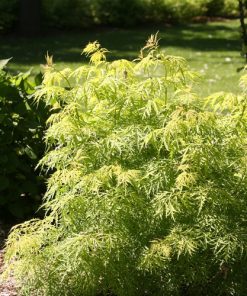 Elder, Lemony Lace Ornamental