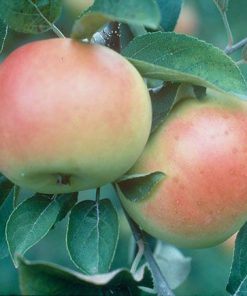 Apple, Goodland Standard