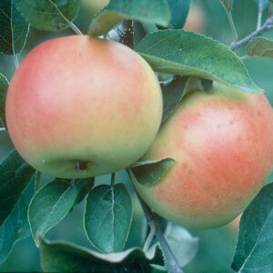 Apple, Goodland Standard