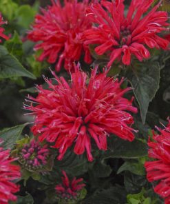 Bee Balm, Pardon My Cerise