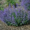 Catmint, Junior Walker