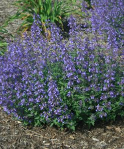 Catmint, Junior Walker