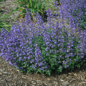 Catmint, Junior Walker