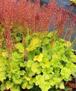 Coral Bells, Northern Exposure Lime