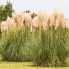 Grass, Hardy Pampas