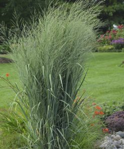 Grass, Switch Totem Pole