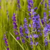 Beardtongue, Rocky Mountain