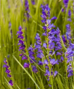 Beardtongue, Rocky Mountain