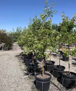 Apple, Red McIntosh Standard