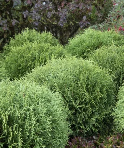 Arborvitae, Little Giant