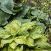 Hosta, Guacamole