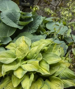 Hosta, Guacamole