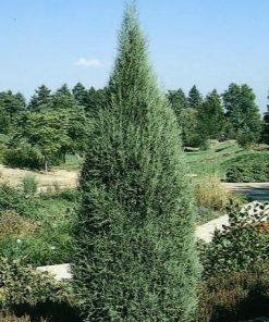 Juniper, Cologreen