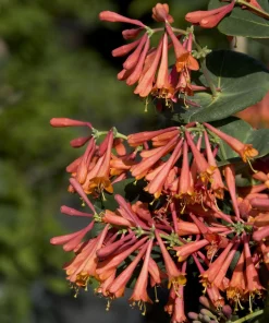Honeysuckle Vine, Dropmore Scarlet
