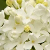Lilac, Angel White