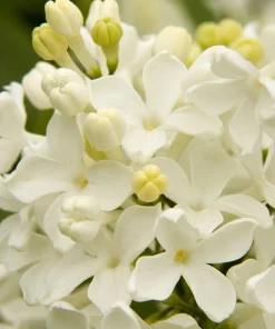 Lilac, Angel White