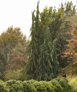 Arborvitae, Danica
