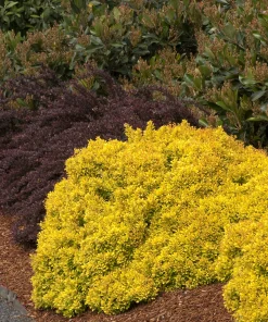 Barberry, Golden Nugget