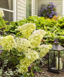 Hydrangea, Little Lime