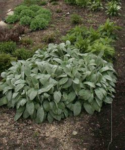 Lambs Ear, Helen von Stein
