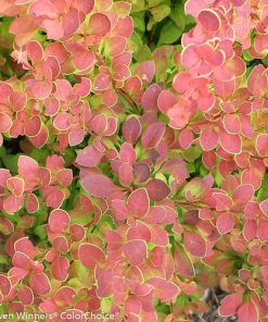 Barberry, Sunjoy Tangelo