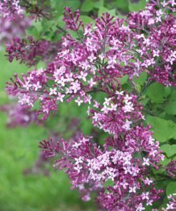 Lilac, Bloomerang Dark Purple