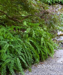 Fern, Northern Maidenhair