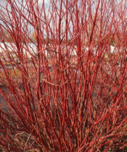 Dogwood, Red Twig, Bailey