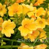 Daylily, Stella D'Oro