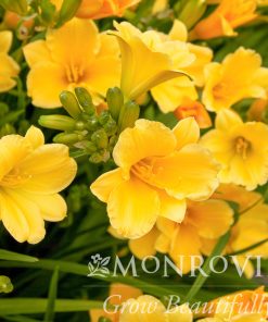 Daylily, Stella D'Oro