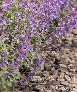 Catmint, Walker's Low