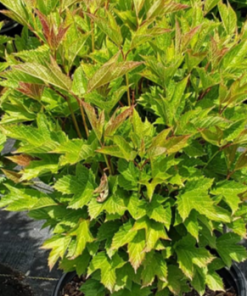 Cranberrybush, Bailey's Compact