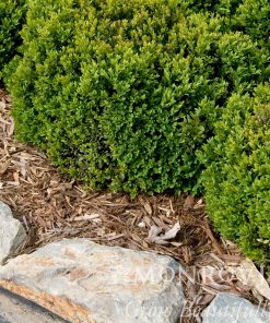 Boxwood, Green Velvet