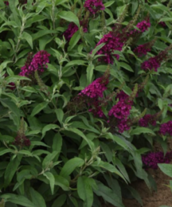Butterfly Bush, Cranberry (Chrysalis) #2