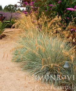 Grass, Blue Oat Grass