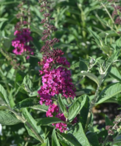 Butterfly Bush, Miss Molly