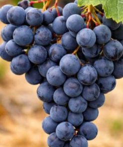 Grape, Valiant