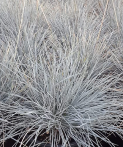 Grass, Blue Fescue, Beyond Blue