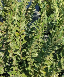 Cotoneaster, Peking (Hedge)